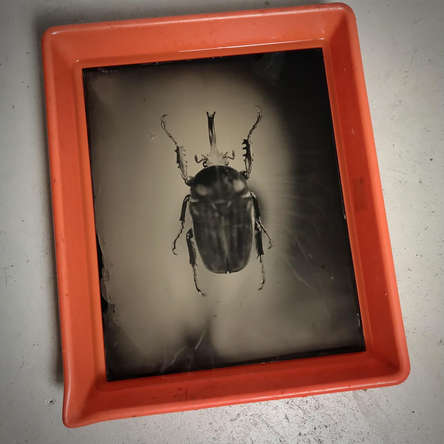 A beetle is visible in an orange tray.