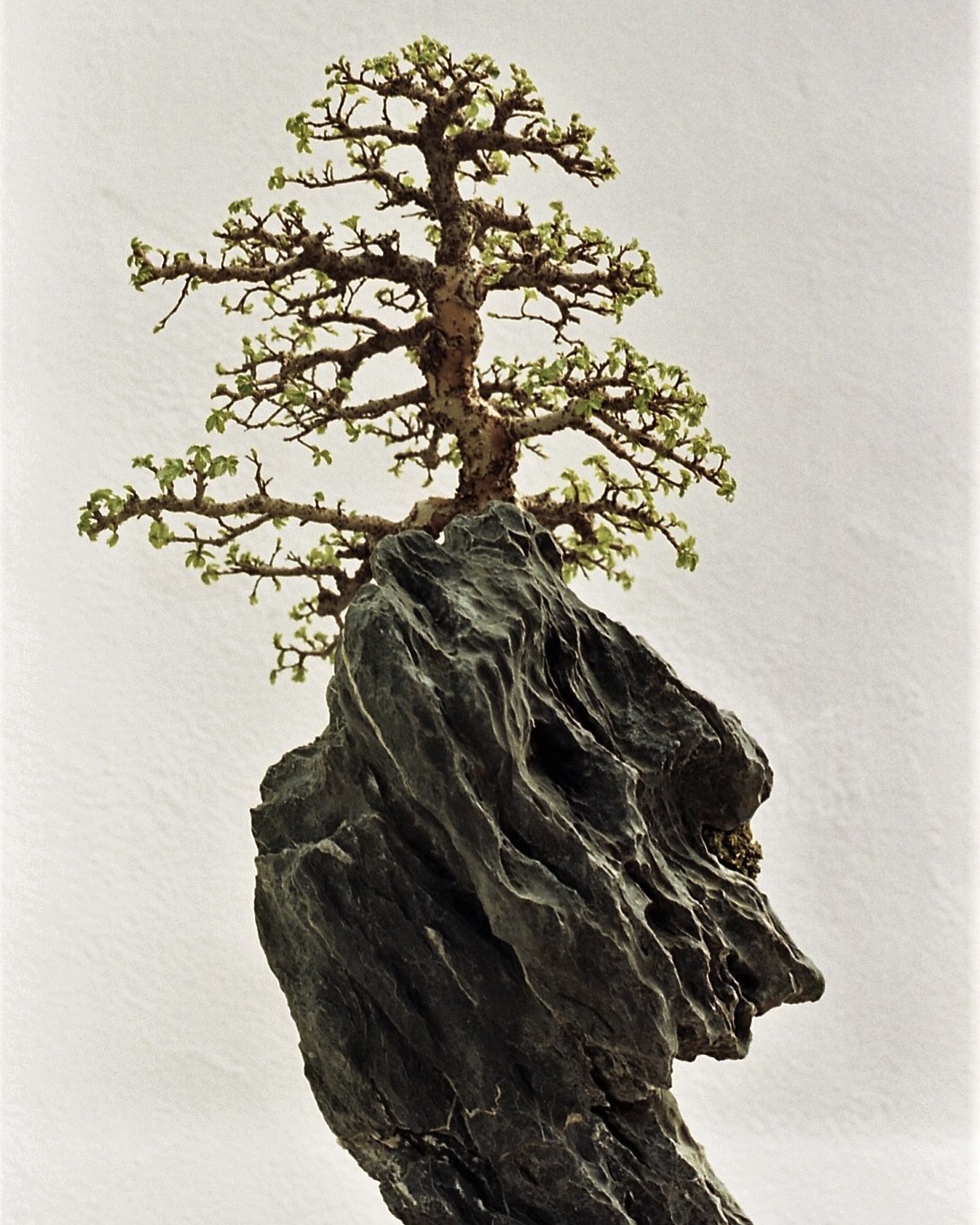 A bonsai tree with small green leaves grows from a dark, textured rock formation.