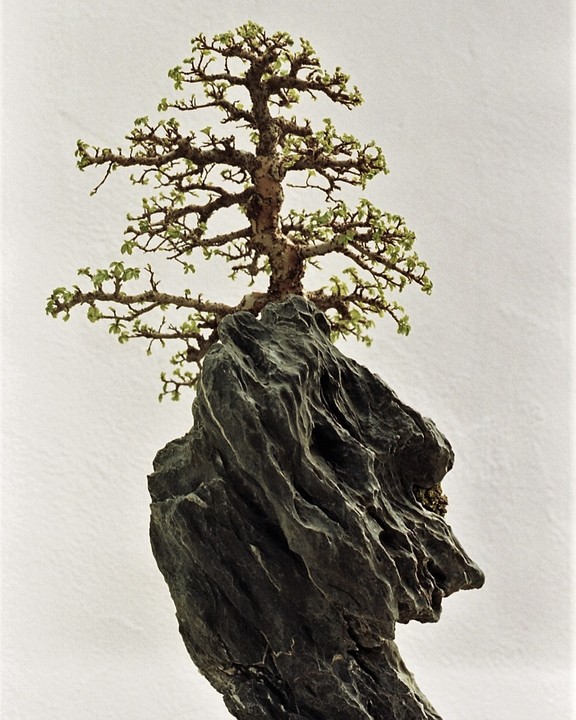 A bonsai tree with small green leaves grows from a dark, textured rock formation.