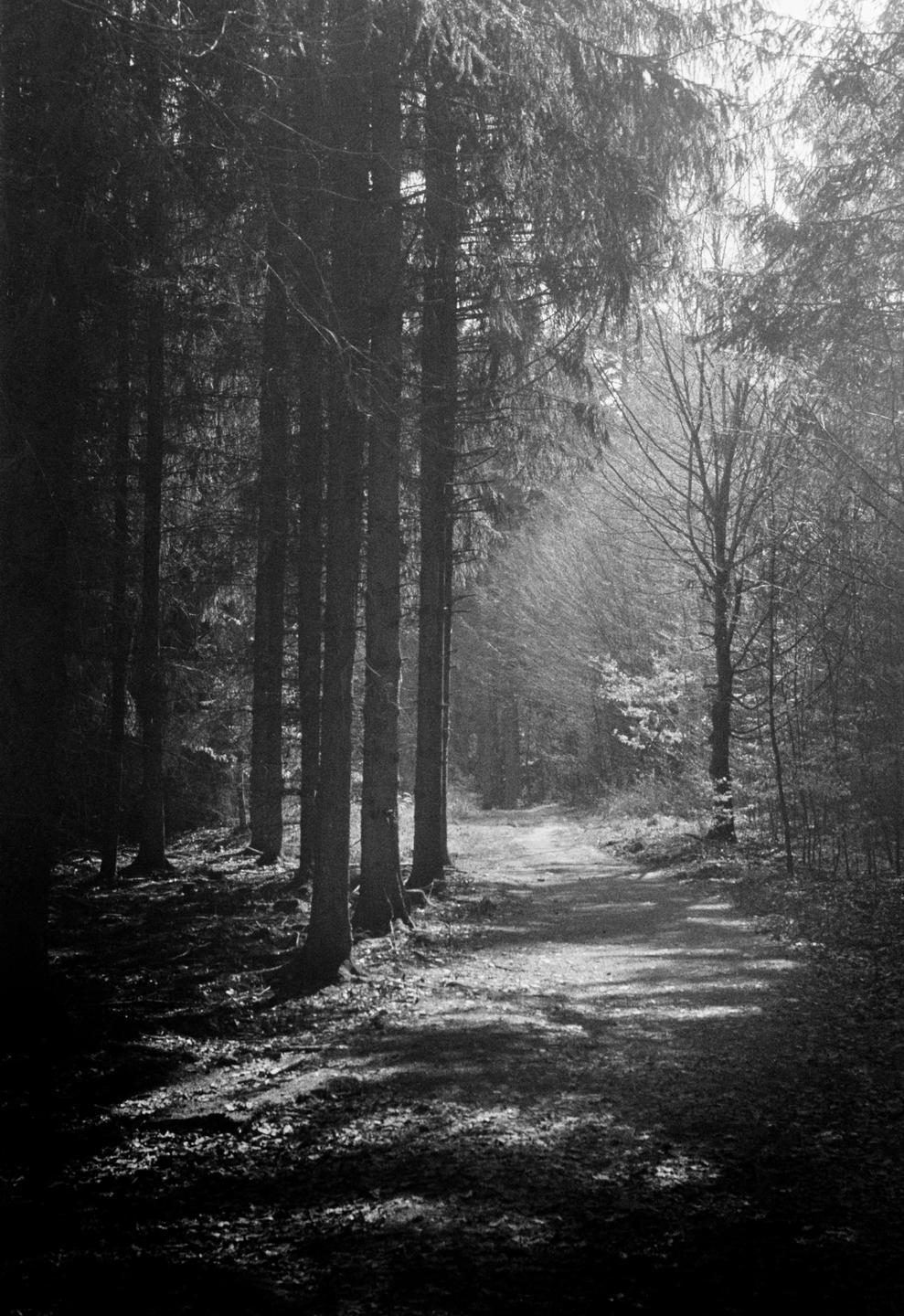 A path winds through a forest with tall trees and dappled sunlight.
