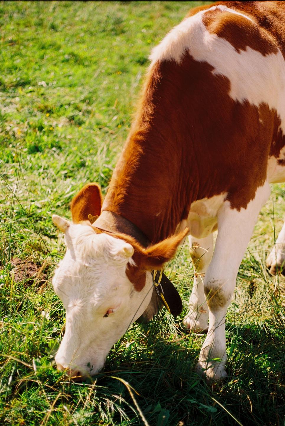 A brown and white cow with a bell around its neck grazes in a field of green grass.