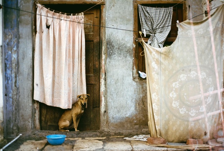 A brown dog sits in a doorway next to a blue bowl, with clotheslines and hanging fabrics visible around it.
