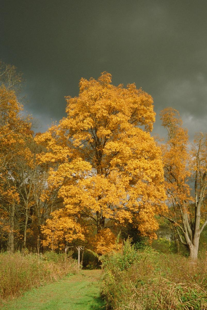 A large tree with bright yellow autumn foliage stands against a dark, cloudy sky, with a grassy path leading towards it.