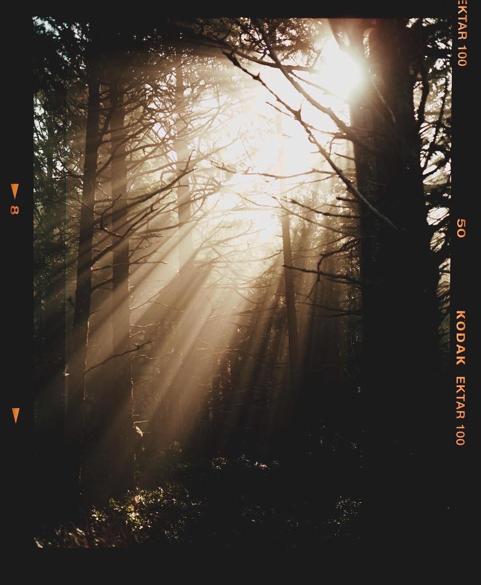 Sunlight streams through a hazy forest with tall trees and undergrowth.