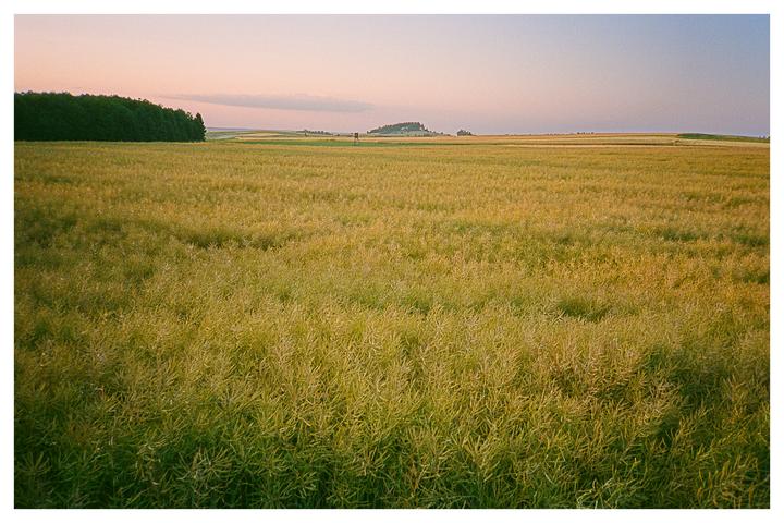 A vast field of green and yellow plants stretches towards a distant forest under a soft, colorful sky.