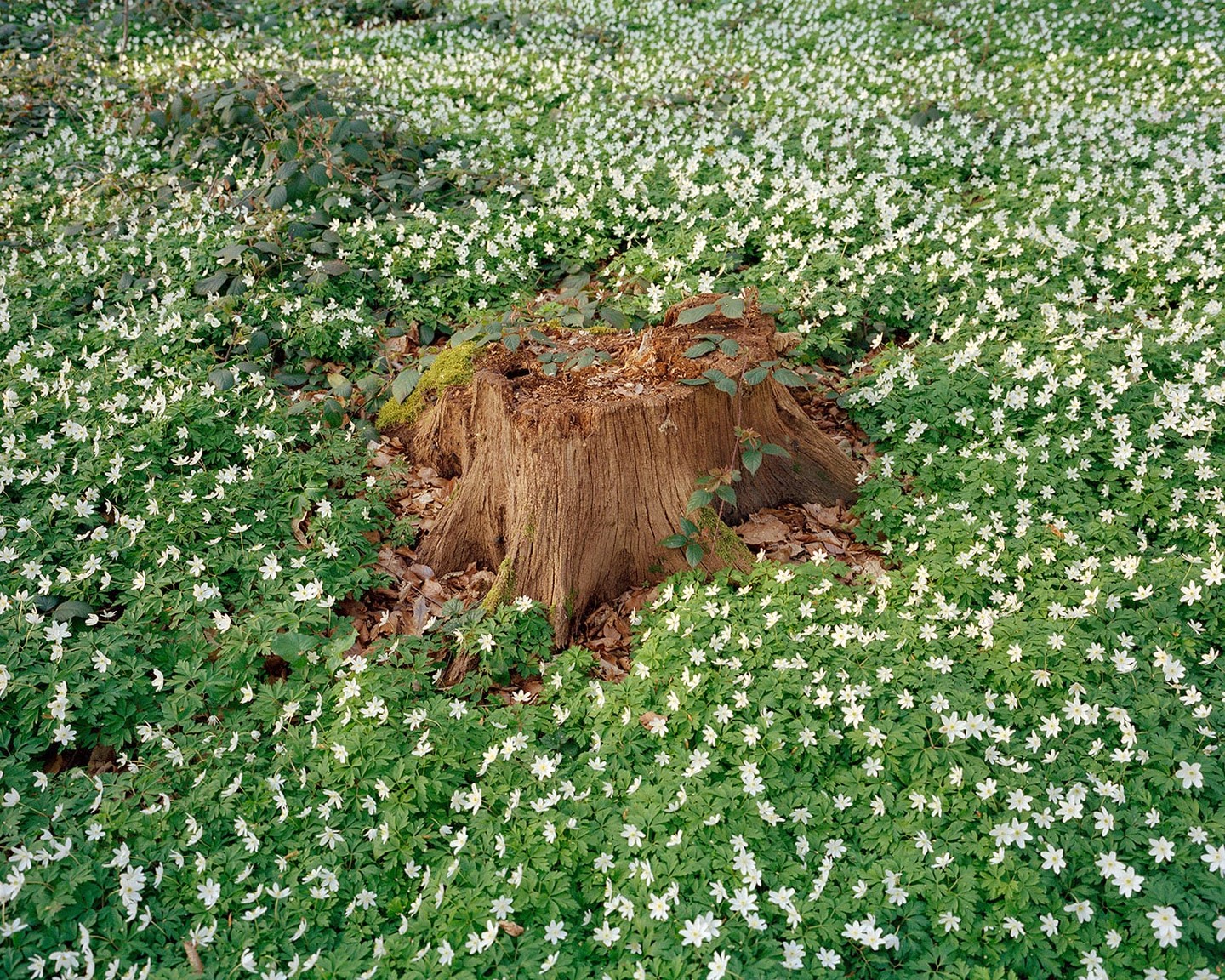 A tree stump is surrounded by a field of small white flowers and green leaves.
