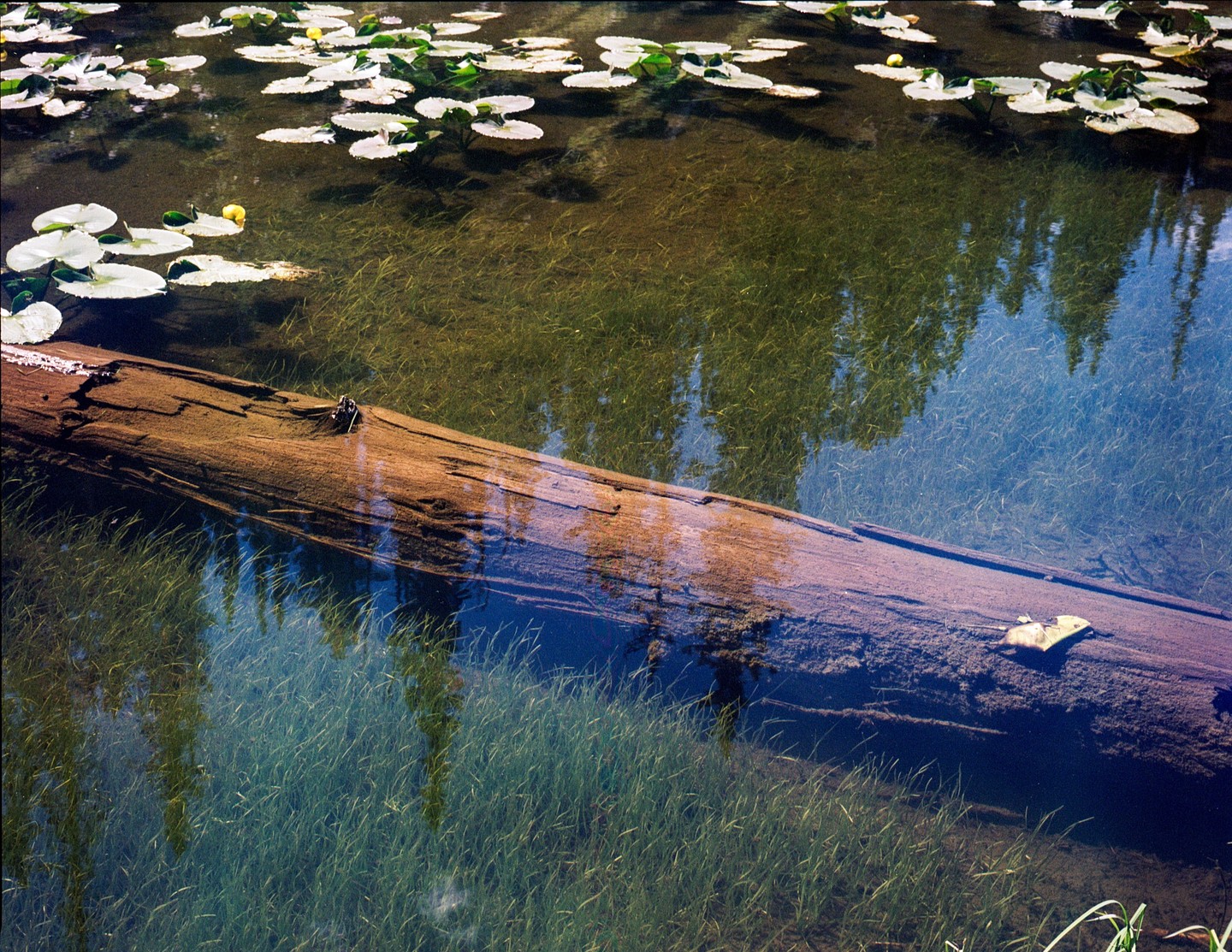 A fallen log rests in clear water with lily pads and submerged grass.