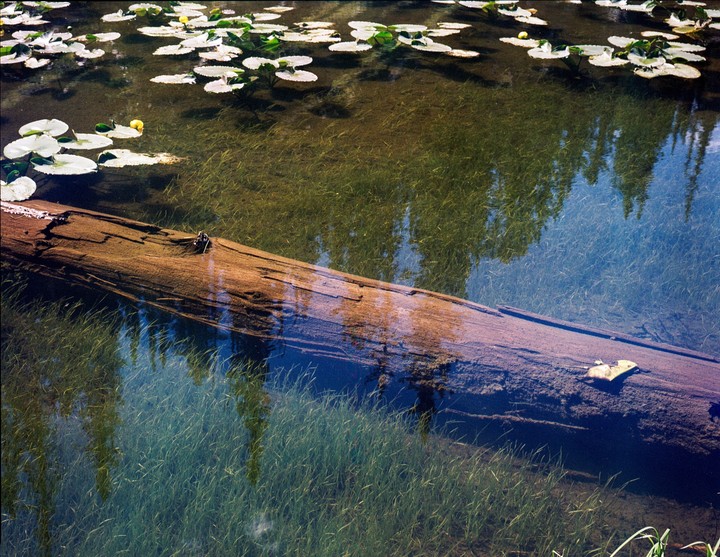 A fallen log rests in clear water with lily pads and submerged grass.