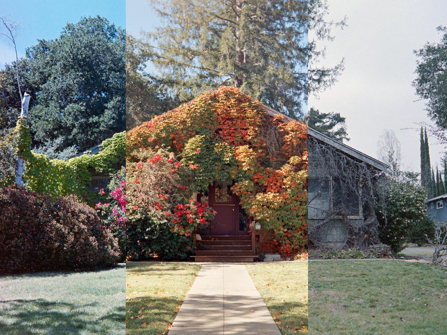A house covered in vines is shown in three different seasons, with a green lawn in front.