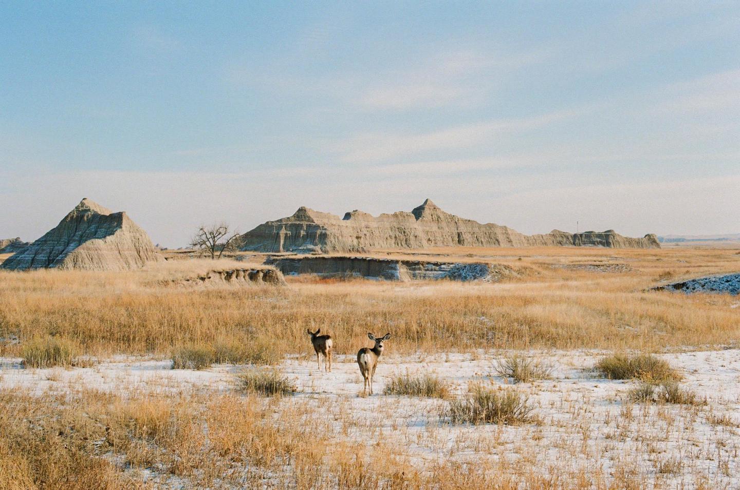 Two deer stand in a snowy field with dry grass and badlands formations under a clear sky.