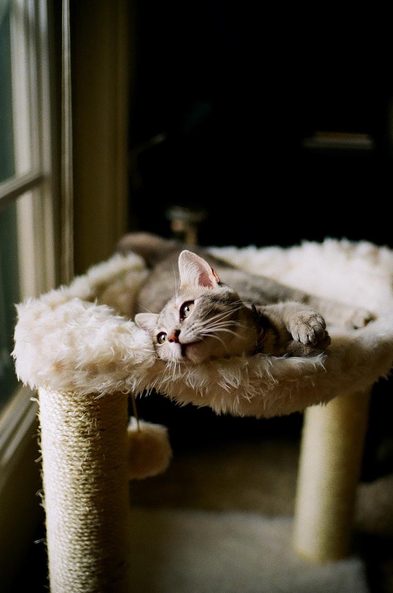 A tabby kitten rests on a fluffy cat tree perch next to a window.