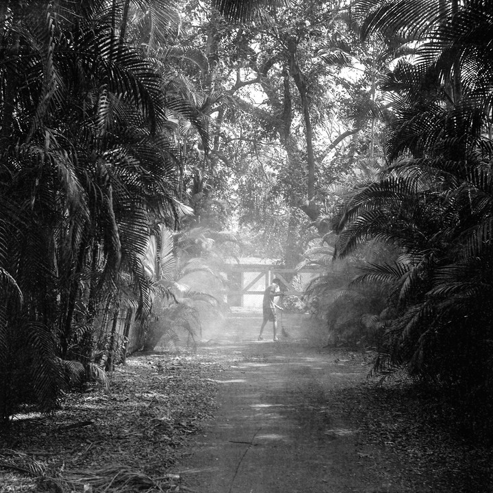 A person sweeps a path lined with palm trees leading to a wooden gate, with light filtering through the dense foliage.