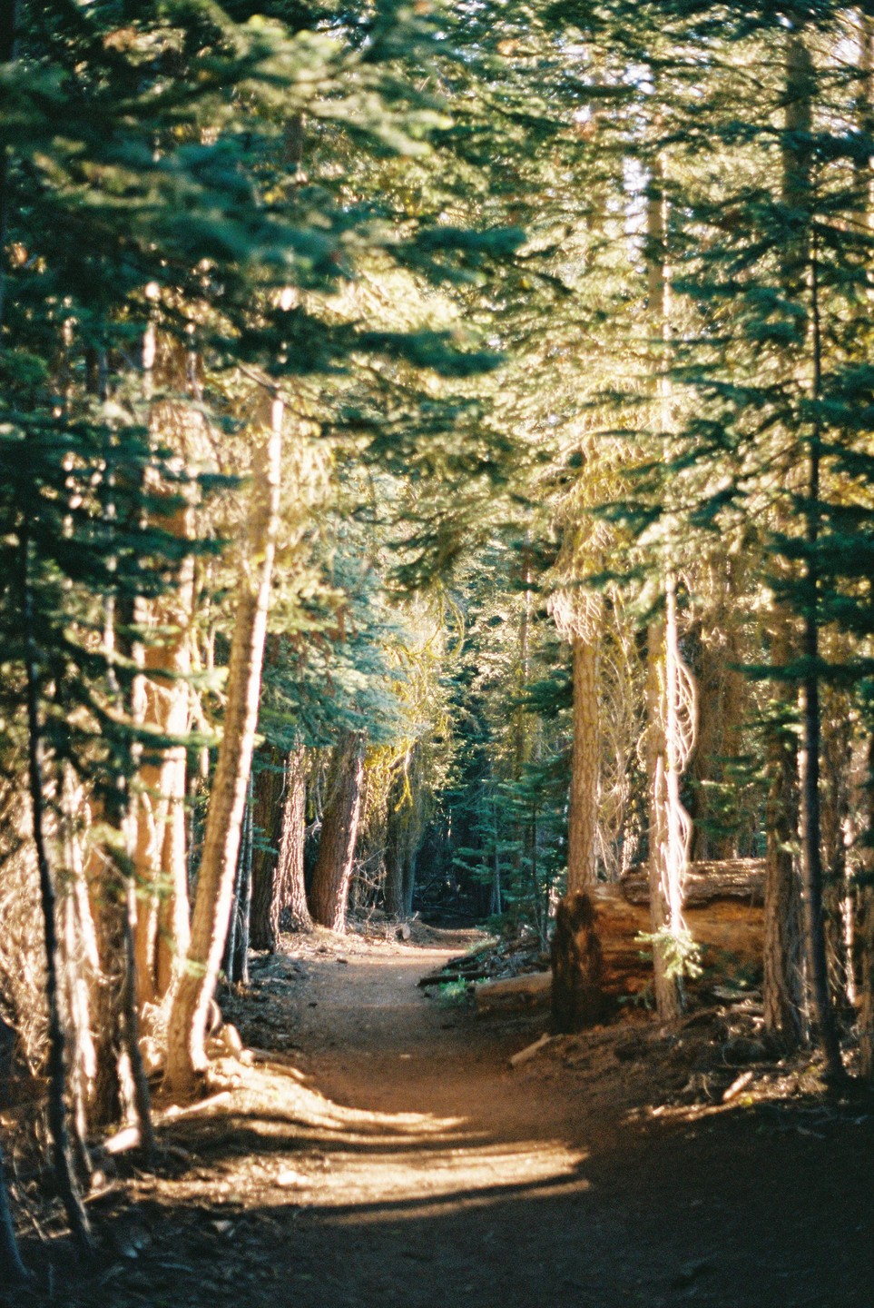 A narrow dirt path winds through a sun-dappled forest of tall pine trees.