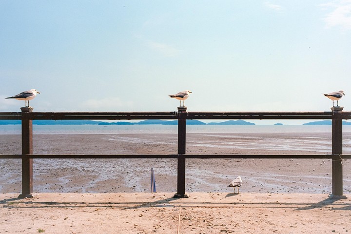 Four seagulls are on a metal fence overlooking a muddy beach with islands in the distance.