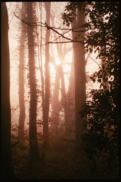 Sunlight shines through a hazy forest with tall trees and dense foliage.