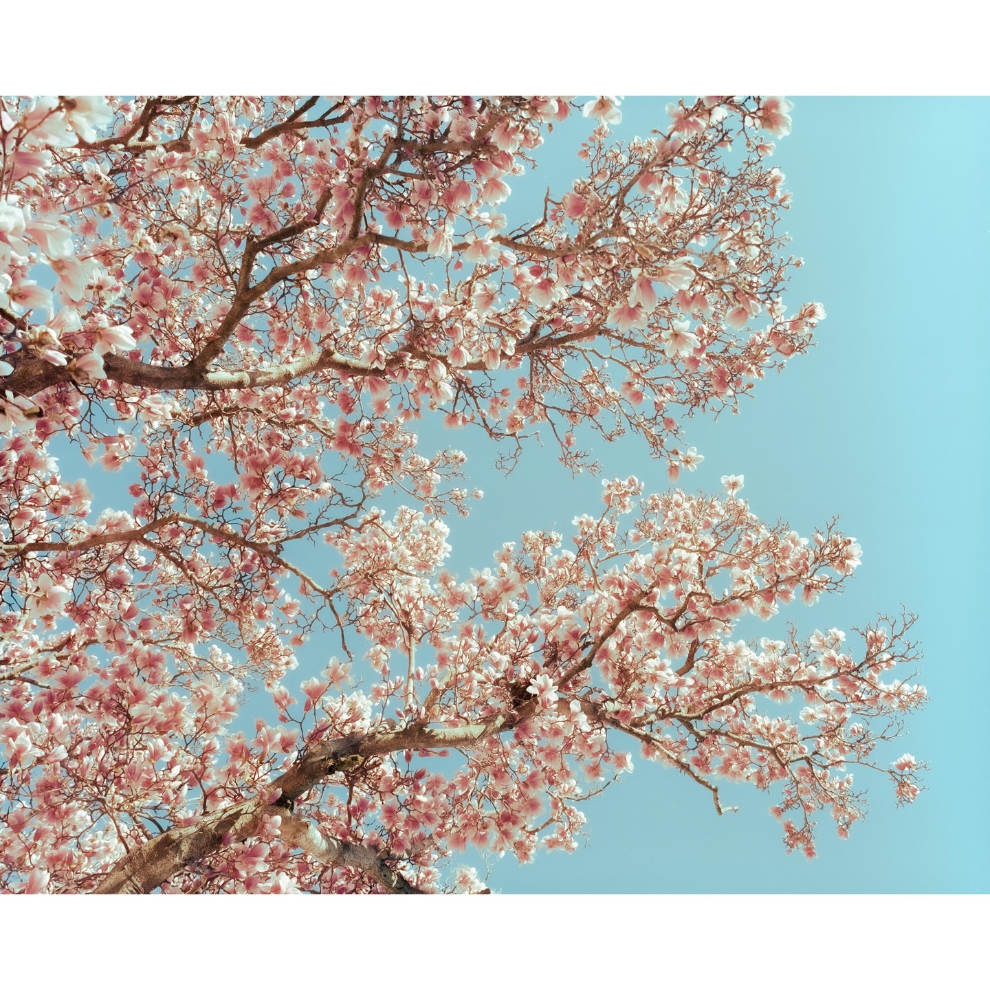 Pink blossoms on tree branches are visible against a clear blue sky.