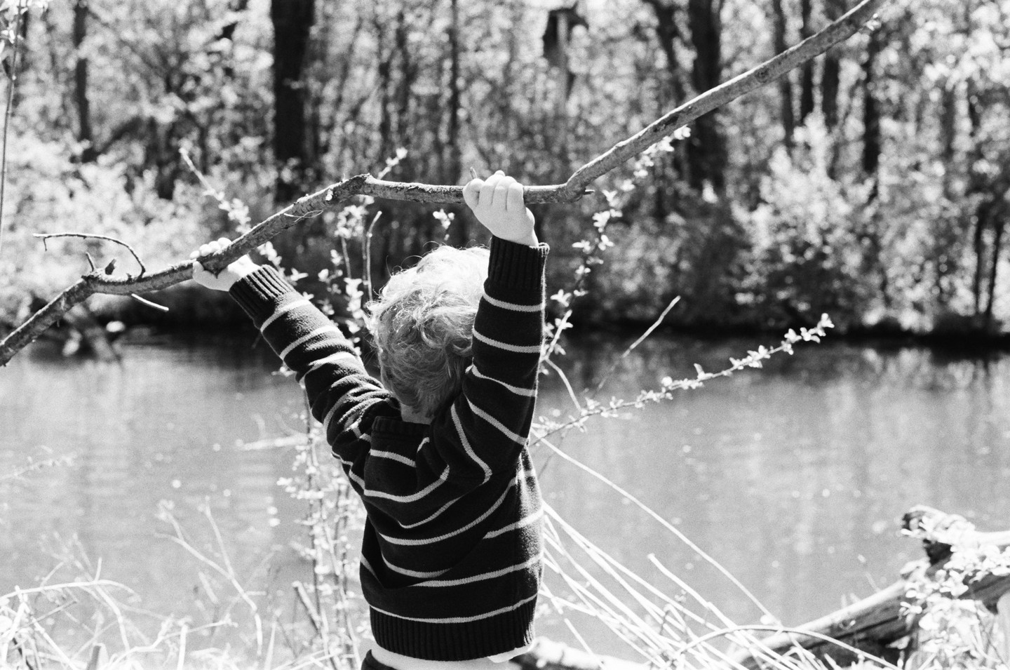 A boy in a striped sweater holds onto a tree branch over a body of water with trees in the background.