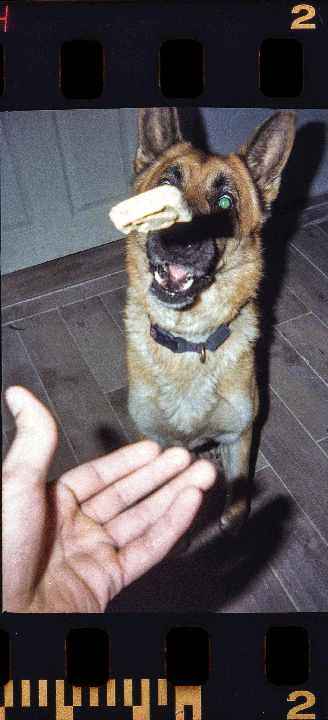 A german shepherd dog with a treat on its nose looks up at a hand.
