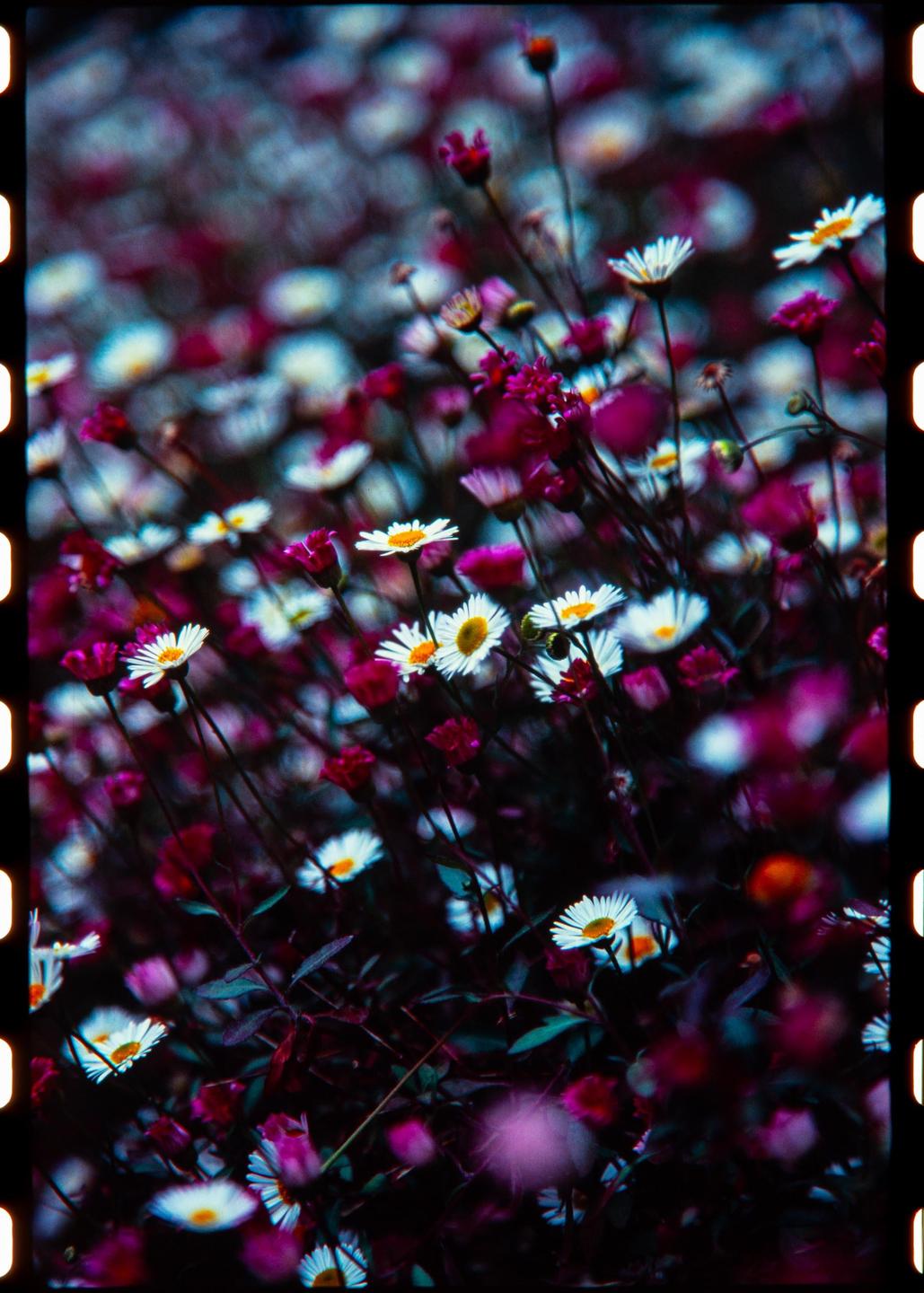 A field of white and purple flowers with green foliage is captured in a close-up shot.