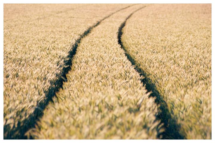 Two dark tracks curve through a sunlit field of wheat.