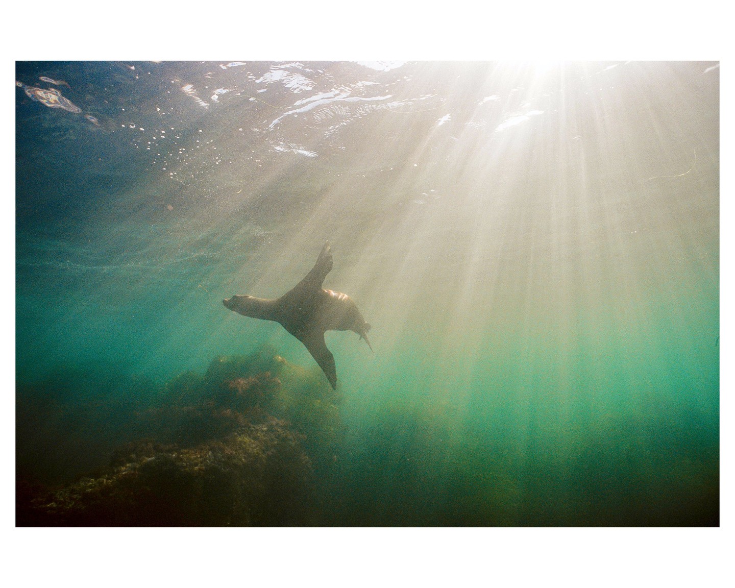 A sea lion swims underwater with sun rays shining through the surface.