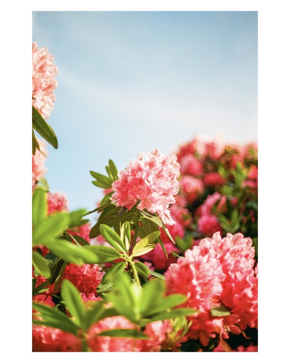 Pink rhododendrons are blooming under a clear blue sky.