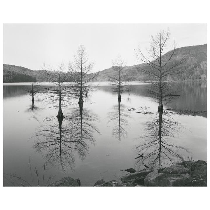 Several bare trees stand in a body of water, reflecting on its surface, with mountains in the background.