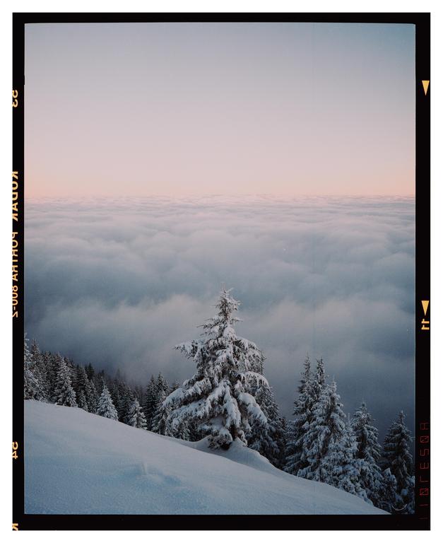 Snow-covered pine trees stand on a mountain slope above a sea of clouds.