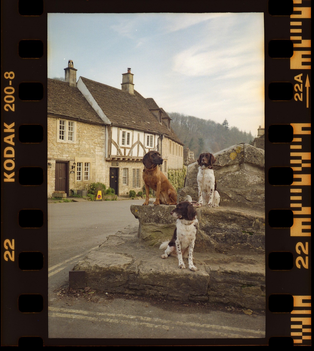 Three dogs sit on a stone structure in front of a traditional stone house with timber framing.