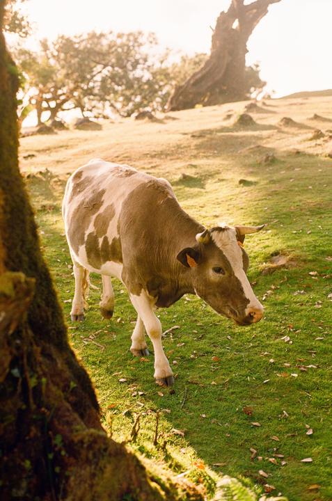 A brown and white cow walks across a grassy field with trees in the background.