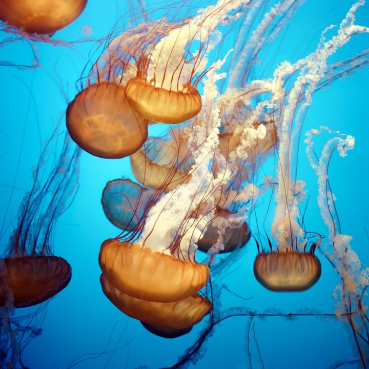 Several sea nettle jellyfish with long tentacles swim in blue water.