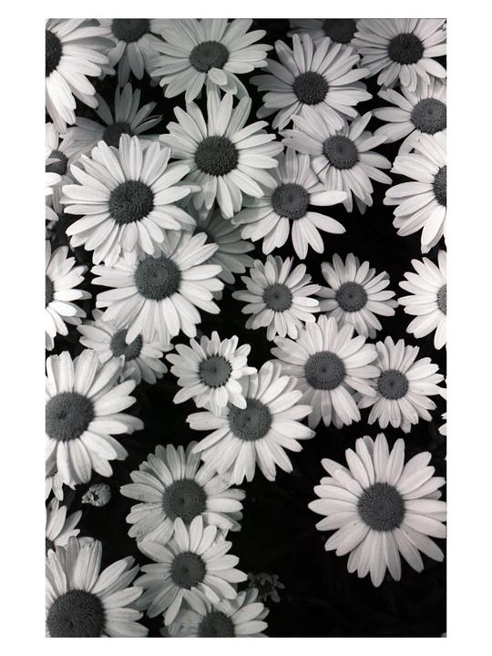 A dense cluster of daisies fills the frame.