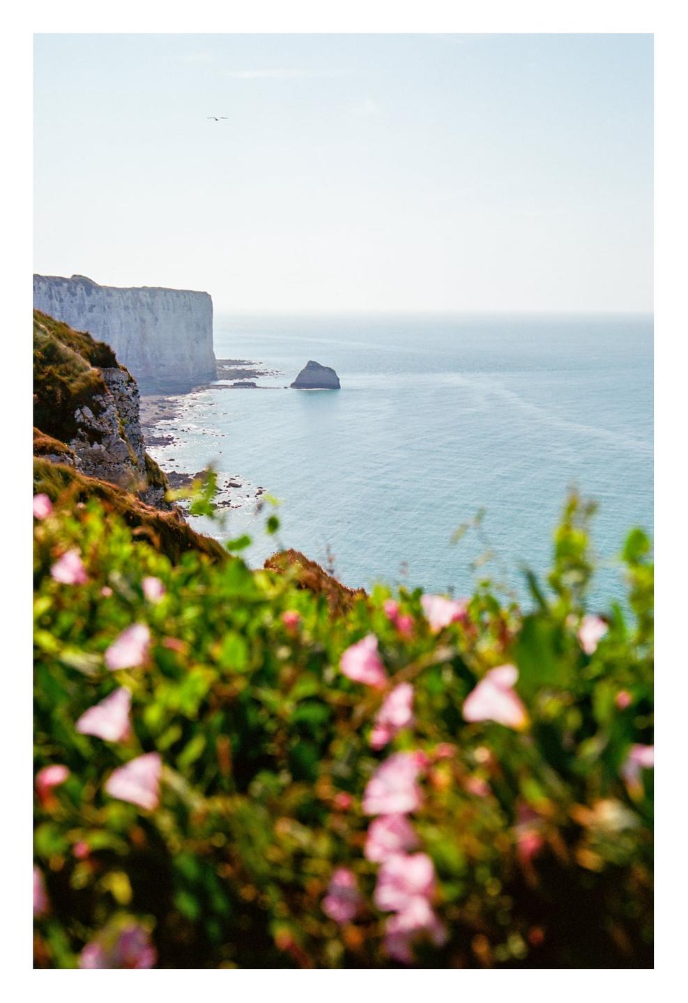 Pink flowers are in the foreground of a cliffside ocean view with a small rock formation in the water.