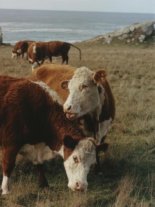 A herd of brown and white cows graze in a field overlooking the ocean.