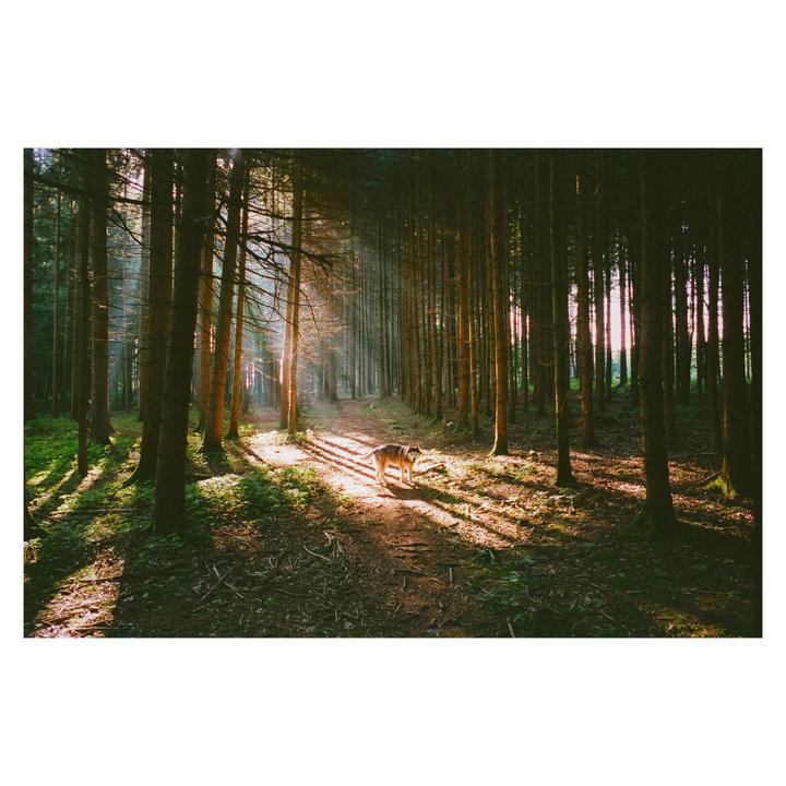 A dog stands on a sunlit path in a dense forest with tall trees.