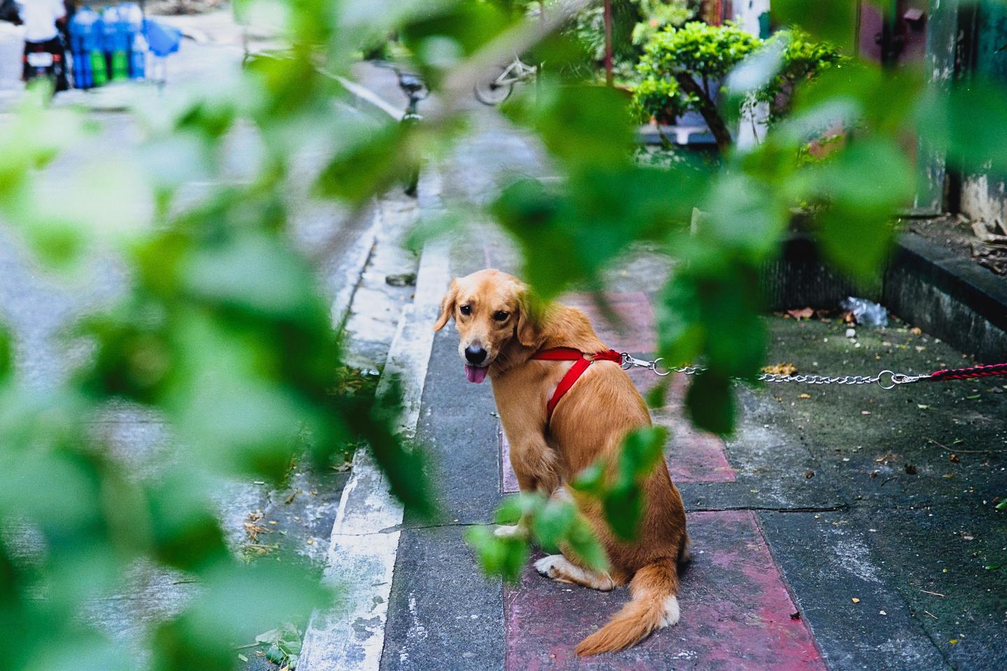 A golden retriever with a red harness sits on a sidewalk, partially obscured by green foliage in the foreground.