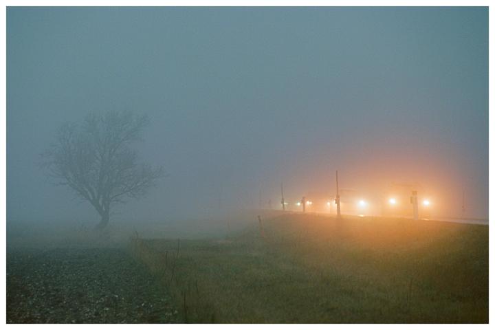 A bare tree stands in a field next to a road with car headlights visible through dense fog.