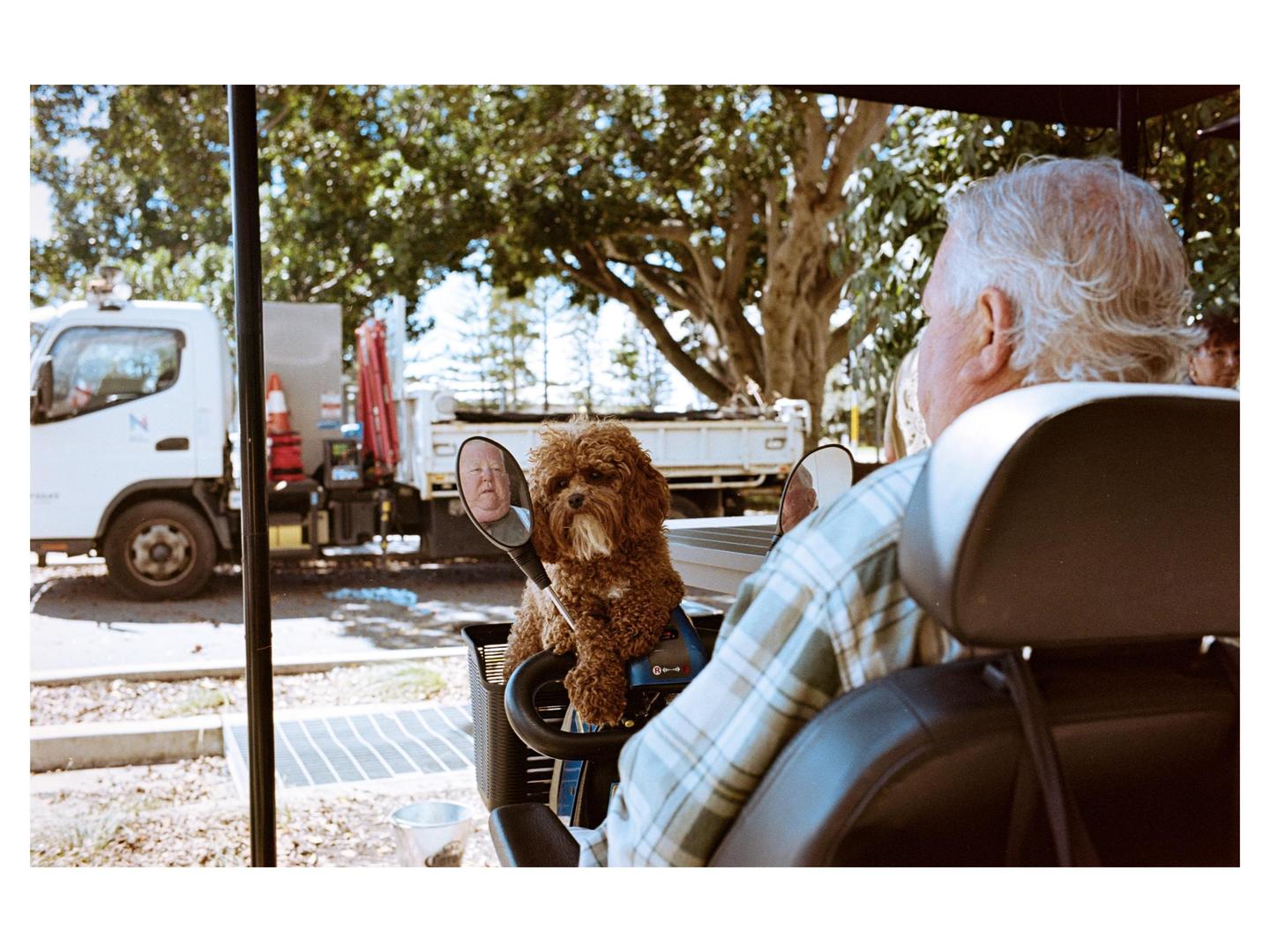 A man with white hair is seen from behind, driving a mobility scooter with a small brown dog in a basket in front of him, and a truck is parked in the background.