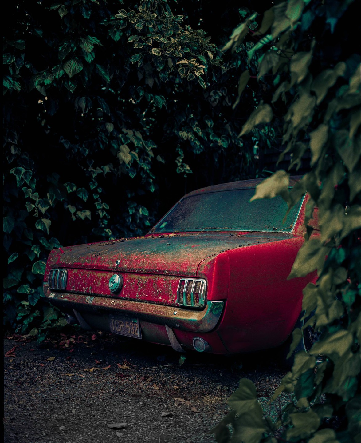 A weathered red car is parked amongst dense green foliage.
