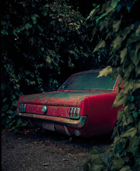 A weathered red car is parked amongst dense green foliage.