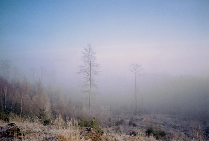 A foggy landscape with trees and frosted grass is visible under a pale blue sky.