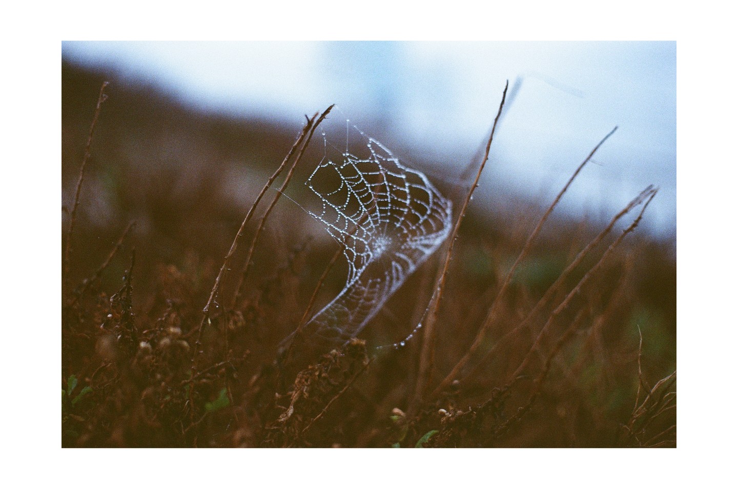 A spiderweb covered in dew drops is stretched between dry plant stalks.