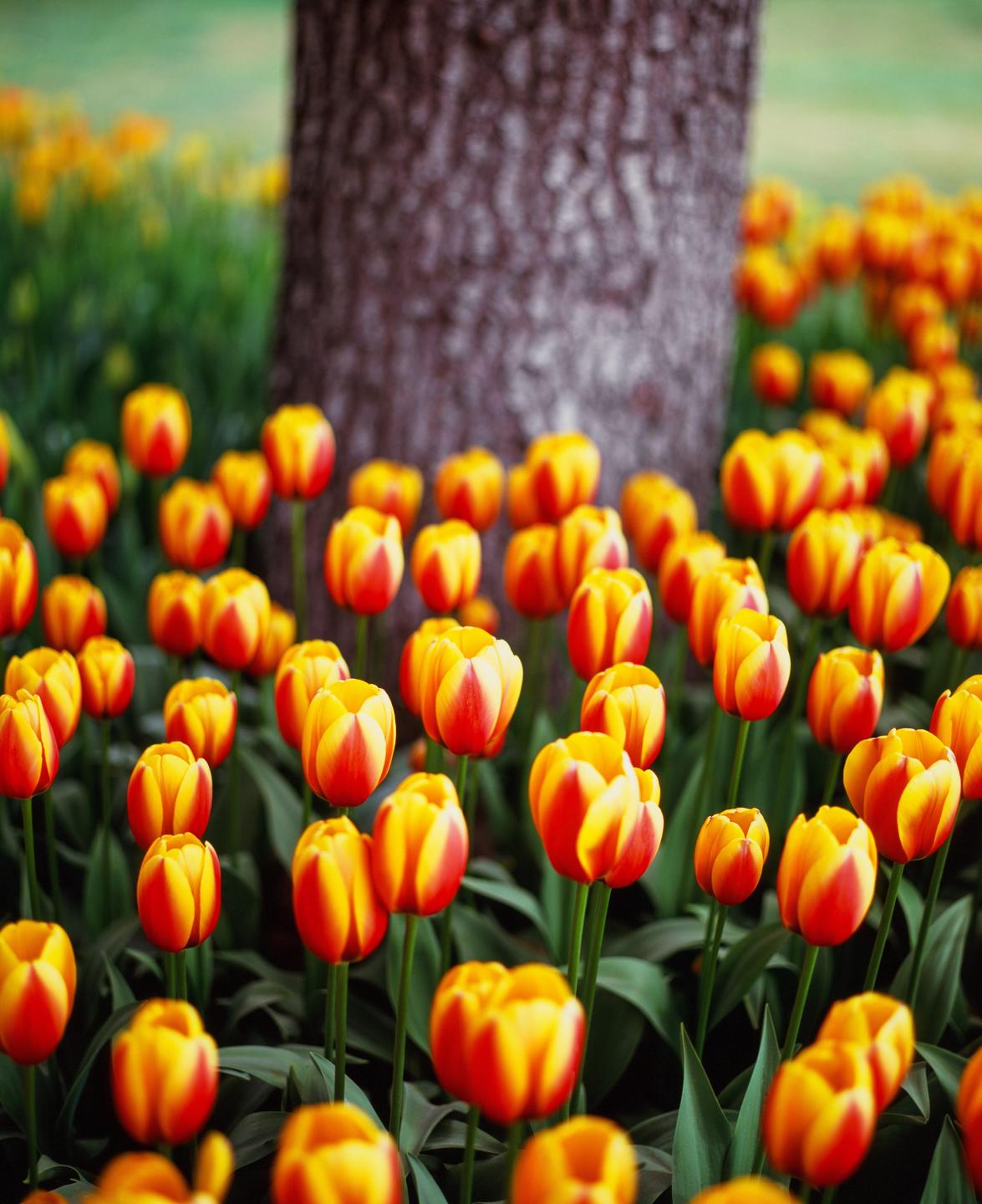 A field of red and yellow tulips surrounds the base of a tree.