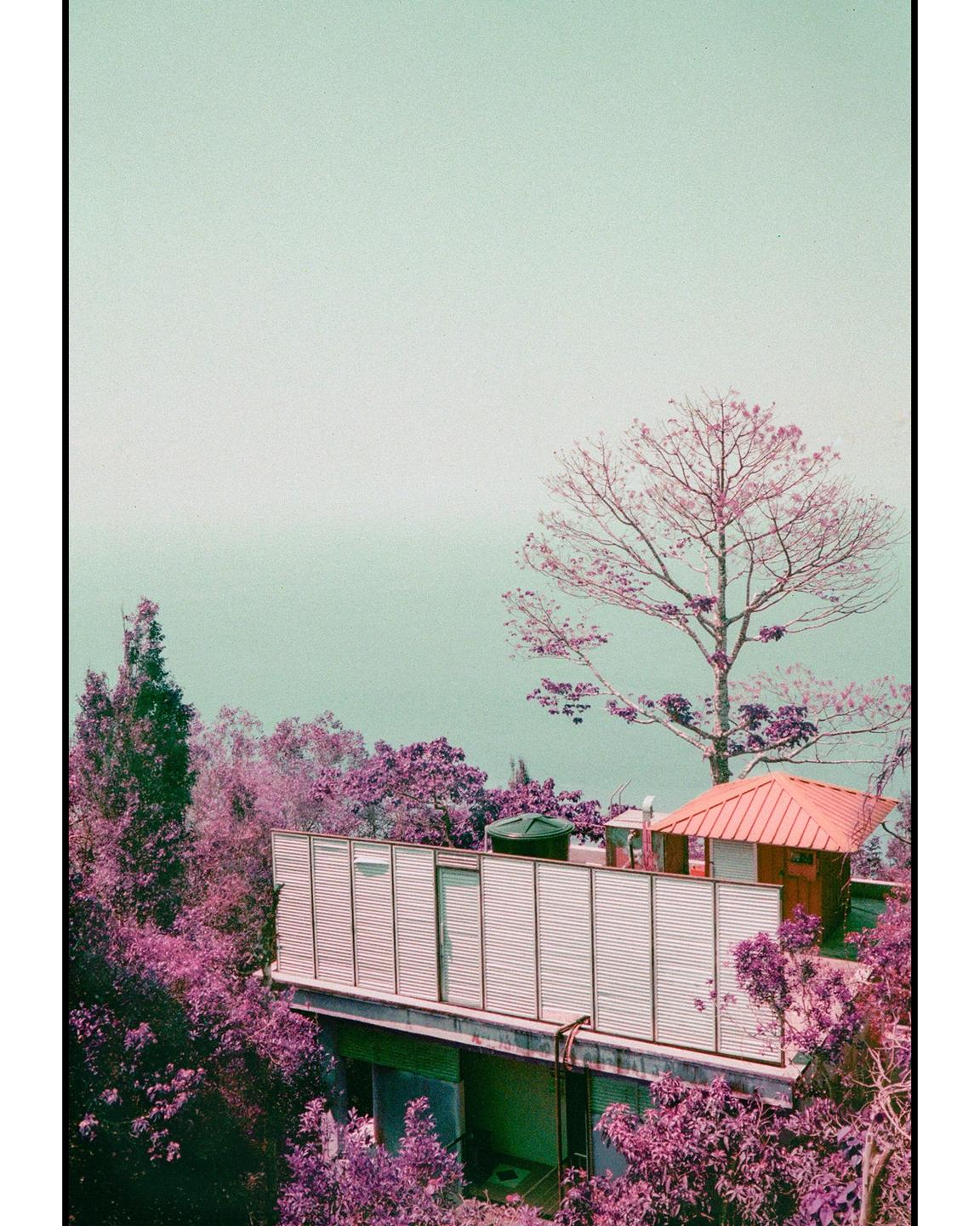 A building with a red roof and a water tank on its top is surrounded by purple trees under a pale green sky.
