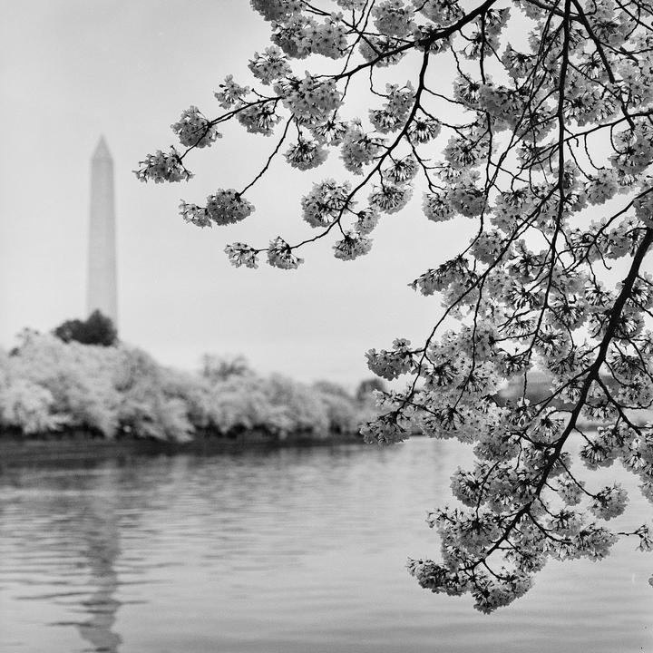 Cherry blossoms hang over a body of water with the Washington Monument in the background.