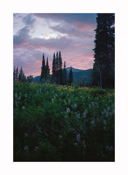 A field of wildflowers and tall trees sits before a mountain range under a pink and purple sky.