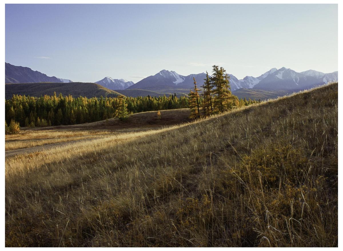 A field of tall grass on a hill overlooks a forest and snow-capped mountains under a clear sky.