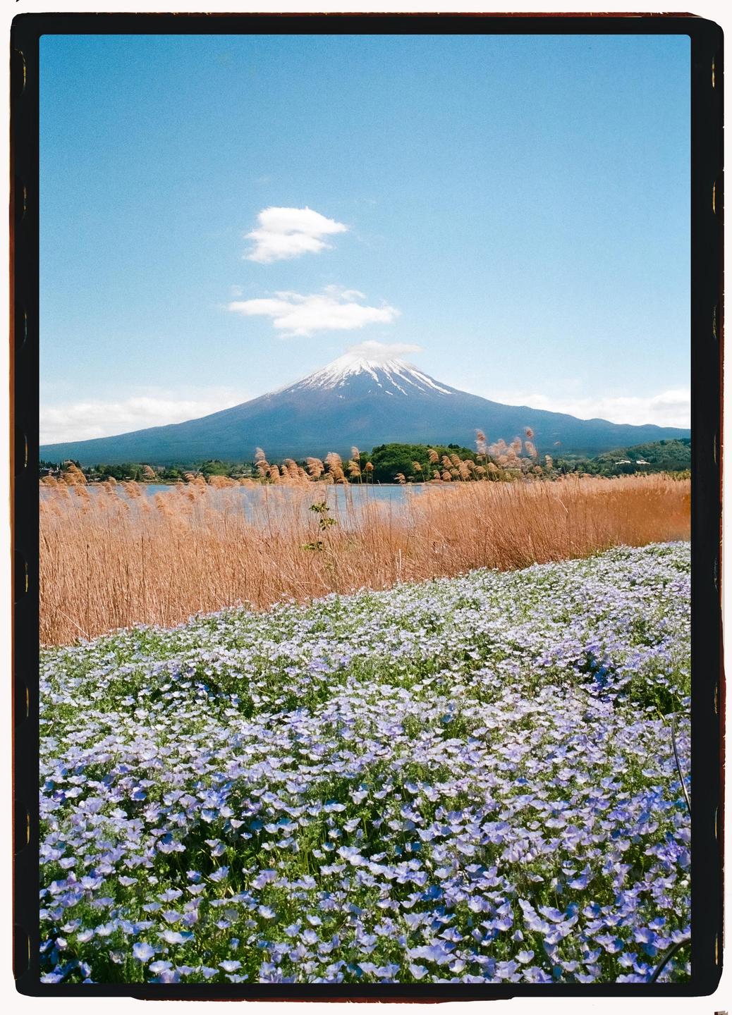 A field of purple flowers and tall grass leads to a lake with Mount Fuji in the background under a blue sky.