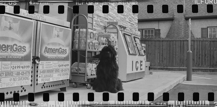 A large, shaggy dog sits patiently on a sidewalk next to propane tanks and an ice machine.