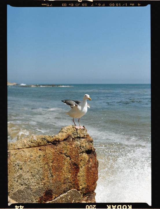 A seagull stands on a rock at the edge of the ocean with waves crashing below.